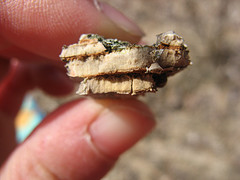 American elm bark