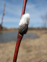 willow bud