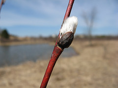 willow bud