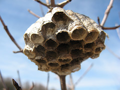 paper wasp nest