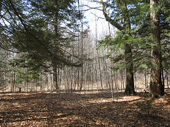 black ash/red maple swamp just north of the Leduc
