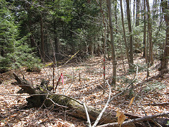 boundary marker