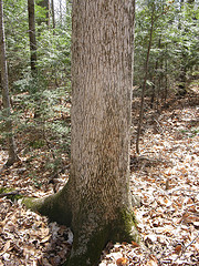 butternut tree?  diseased beech?  mystery tree!
