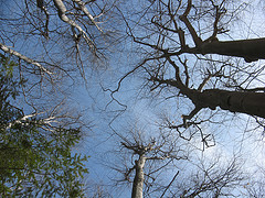 beautiful beeches