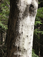 diseased beech