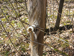 newer fence near power line cut