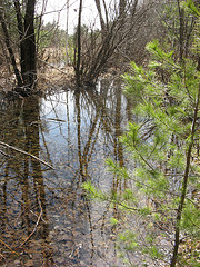 vernal pool just south of the power line