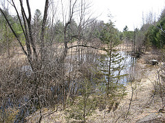 vernal pool just south of the power line