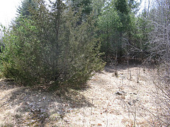 juniper outcrop above the vernal pool just south of the power line