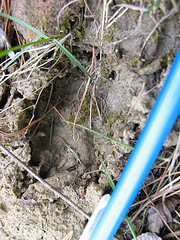 fox track