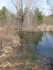 vernal pool just south of the power line