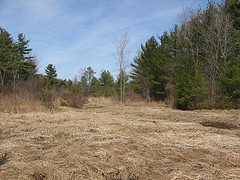 Looking north along Seely Brook from the old field near the road
