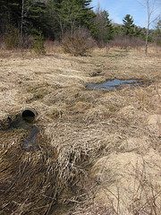 Old tile? Looking north along Seely Brook from the old field near the road