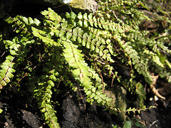 maidenhair spleenwort