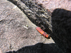 mystery insect