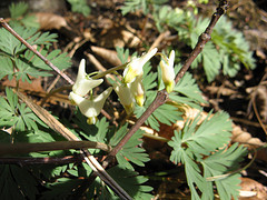 Dutchman's breeches