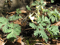 Dutchman's breeches