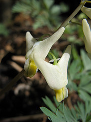 Dutchman's breeches