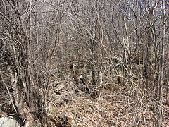 rock wall going up east from the south pond