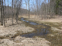 Seely Brook in the black ash/red maple/elm swamp just north of the south pond