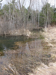 Vernal pool just south of the power line cut
