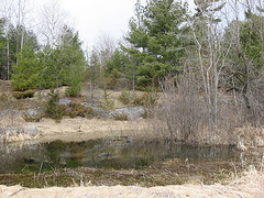 Vernal pool just south of the power line cut