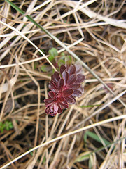 baby bedstraw pokes its head through dried grass