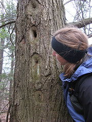 Autumn checks out scarred/healed woodpecker holes in a hemlock tree