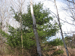 aspen grove near power line cut