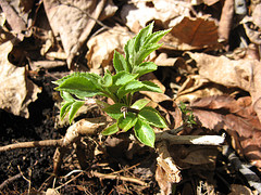 elderberry