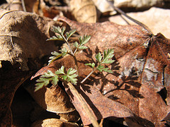 sweet cicely
