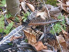 kill site!  Whose feather's are they?