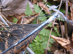 kill site!  Whose feather's are they?