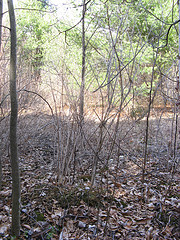looking out into old field succession white pines