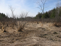 Seely Brook alder thicket