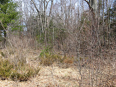Seely Brook alder thicket