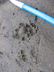 tracks! whose are they?