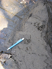 tracks! whose are they?