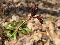 goose berry
