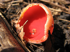 scarlet cup fungus