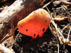 scarlet cup fungus