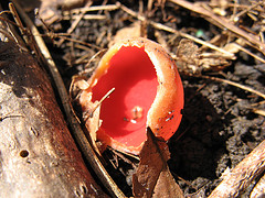 scarlet cup fungus