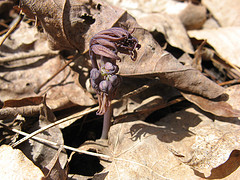 blue cohosh