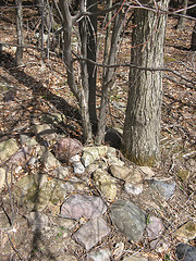 rock pile and musclewood tree
