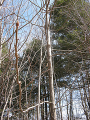 young shagbark hickory