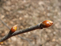 basswood buds