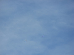 redtail hawk being pestered by a crow