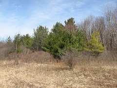 dogwood and white pine old field succession, Scott Parcel