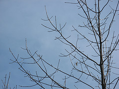 red tail hawk
