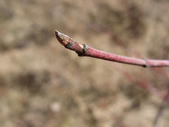 silky dogwood